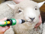 Drench resistance is already widespread on sheep farms and heading in the same direction wherever cattle are farmed.