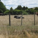 Relief for dry Southland