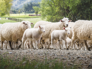 NZ genetic engine version 6 launched