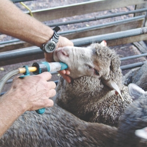 Australian research aims to reduce sheep drenching Photo: DAFWA