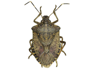 New Zealand is on high alert for brown marmorated stink bug.