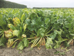 Research has found that it’s possible to reduce fodder beet fertiliser use by up to 50% with no effect on yield or quality.