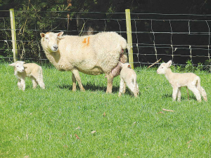Better quality feed, reduced stocking rates and shelter will all help enhance triplet lamb survival.
