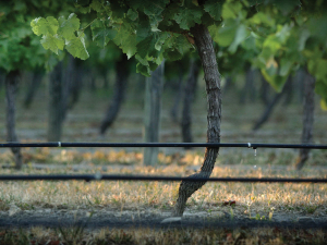 Photo Credit: New Zealand Winegrowers.