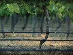 Villa Maria’s Fairhall Winery Marks 25 Years in Marlborough Wine Industry