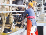 ErgoPOD focuses on ten key drivers developed to optimise the milking process and enhance overall productivity.