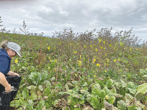 A pest plant officer removing seed heads from velvetleaf at a site in Taupō.