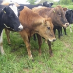 Focus on growing dairy heifers