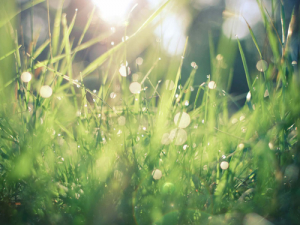 Farmers in Environment Canterbury’s Selwyn-Te Waihora zone are being urged to get a move on with their farming consents.