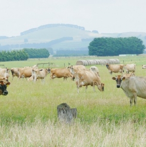 Ravensdown suspends eco-n product