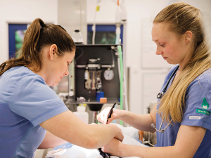 Massey University seeks veterinary practices to train next generation of vets