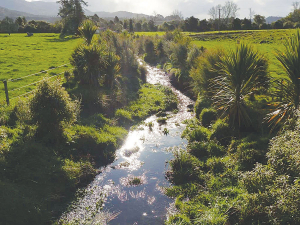 Riparian planting can turn around water, vegetation and bird life at your site, but clear goals, based on a shared vision with neighbours are needed.