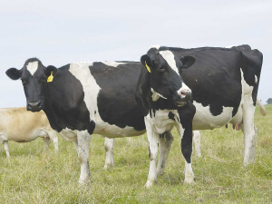 New research out of Queens University in Belfast suggests that a lack of access to pasture could be affecting cows&#039; emotional wellbeing.