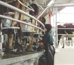 Intriguing year ahead for dairy – bank