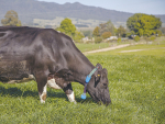 Afimilk to showcase innovation and special deals at National Fieldays 2025