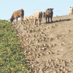 Fodder beet tips aplenty