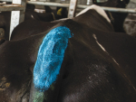 Tail painting can be used to pick out cycling cows.