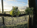 Wine Weather