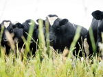 Eight Hawke&#039;s Bay herds are currently infected with tuberculosis.