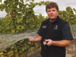 “The slow creeping menace of phylloxera can be viewed as a positive; as an opportunity to replace with better clones, different varieties and also to experiment” says Matt Dicey, shown here with ripening Chenin.
