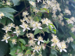 Old Man's Beard flowers. Photo Credit: Environment Southland.