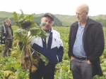 Murray Jamieson (right) representing MPI and Kohe Henare, Te Komiti Trust, inspect fodder beet.