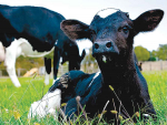 Open days on feeding calves