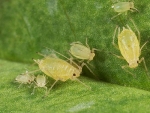 BWYV is transmitted by aphids, the biggest culprit being the green peach aphid (pictured).