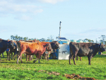 Hawke’s Bay farmer uses Auto Weigher to boost cattle performance and efficiency