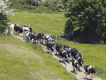 Biosecurity has become a big issue following cattle disease Mycoplasma bovis being found in New Zealand. 