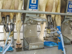 Lending weight to milking cluster helps beat mastitis