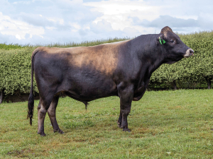 Paynes Titus Excelsior ET Wins Sire of the Season Award