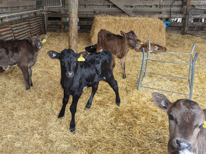 New season calves in the shed on the farm, where a range of measures has turned around the poor empty rates of recent years.