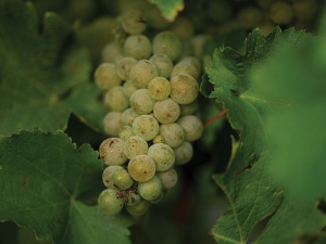 Sauvignon Blanc Grapevine Improvement Programme update