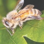 Varroa links bees susceptible to other issues