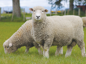 For the first time since the 1850s, the ratio of sheep to people in New Zealand has fallen below five to one.