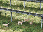 Lodestone’s first agrivoltaics farm, Kohira near Kaitaia.