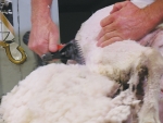 Australia wool sector has hit back at PETA’s fake shearing campaign.