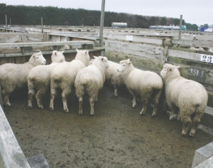 Lame sheep on Ministry radar