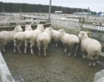 Lame sheep on Ministry radar