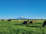 Southerly Winds Hit Taranaki Dairy Pasture Growth