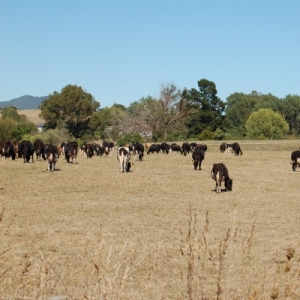 Critical weeks ahead for Waikato 