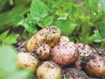 'Foodie February' spotlights New Zealand potatoes