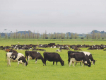 Fonterra has unveiled its plan for how much farmers will be paid for sustainable high quality milk.