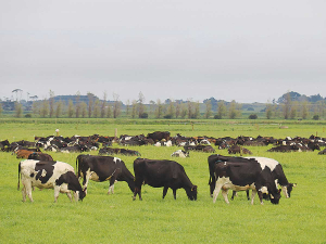 Fonterra has unveiled its plan for how much farmers will be paid for sustainable high quality milk.