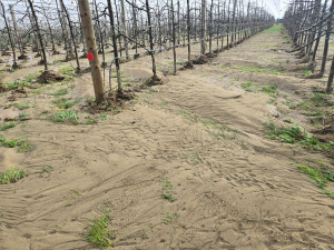 Horticulture hit badly in Nelson/Tasman