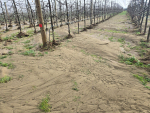 Horticulture hit badly in Nelson/Tasman