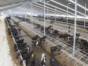 Cattle disease suspected on Oamaru farm