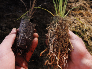 New Zealand native tree study strengthens Bioeconomy Science Institute’s forestry leadership