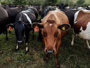 M. bovis compensation service closes after supporting 1300+ NZ farmers